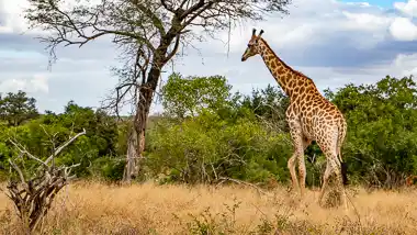 Kruger National Park