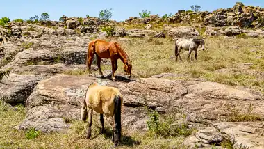 Kaapsehoop Wild Horses