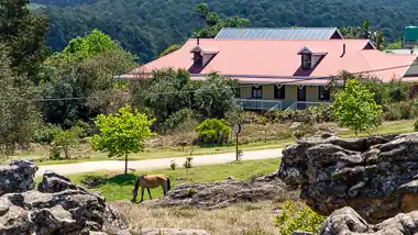 Kaapsehoop Wild Horses